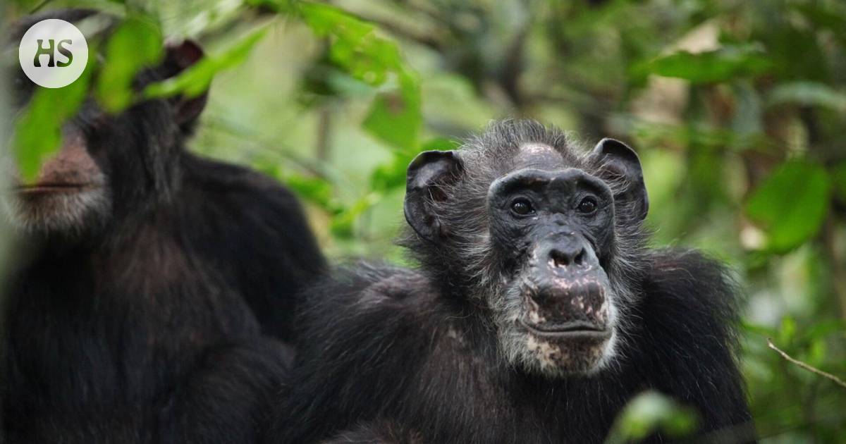 Klimakteriet hos kvinnliga schimpanser