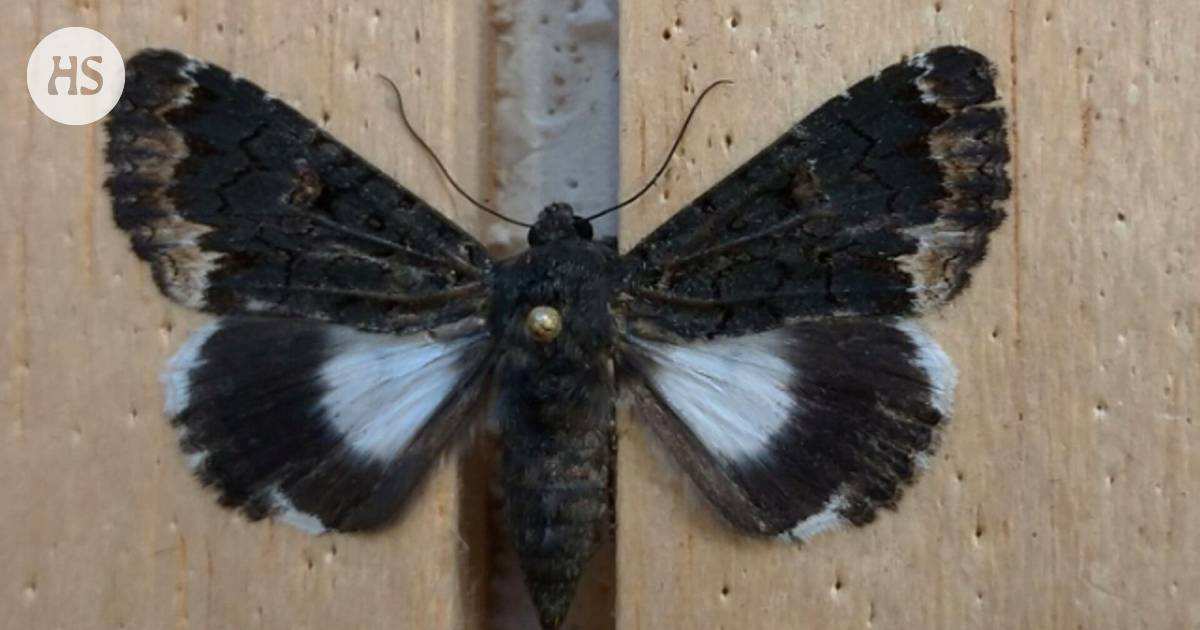Hessu Heng löysi lahkeestaan perhosen ja laittoi sen purkkiin, kyseessä  olikin Suomessa täysin uusi laji - Kotimaa 