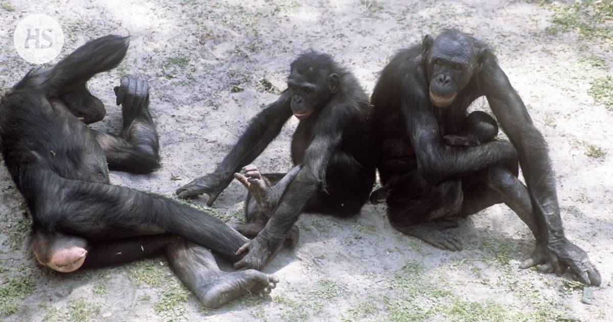 Compassionate bonobo males exhibit higher levels of aggression than raucous chimpanzees