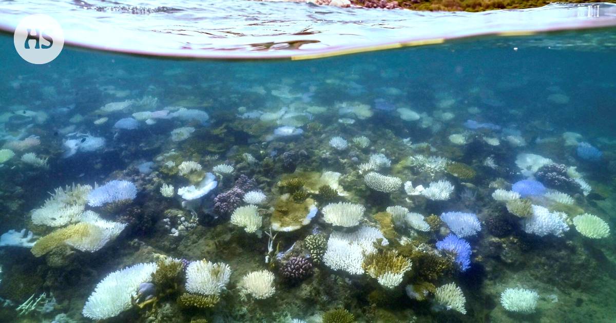 Büyük Set Resifi her yaz iklim değişikliğinden kaynaklanan tahribatla karşı karşıya kalıyor